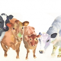 Childwickbury Cows