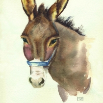 Donkey