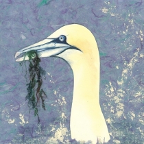 Gannet