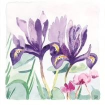 Iris