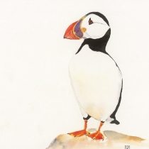 Puffin